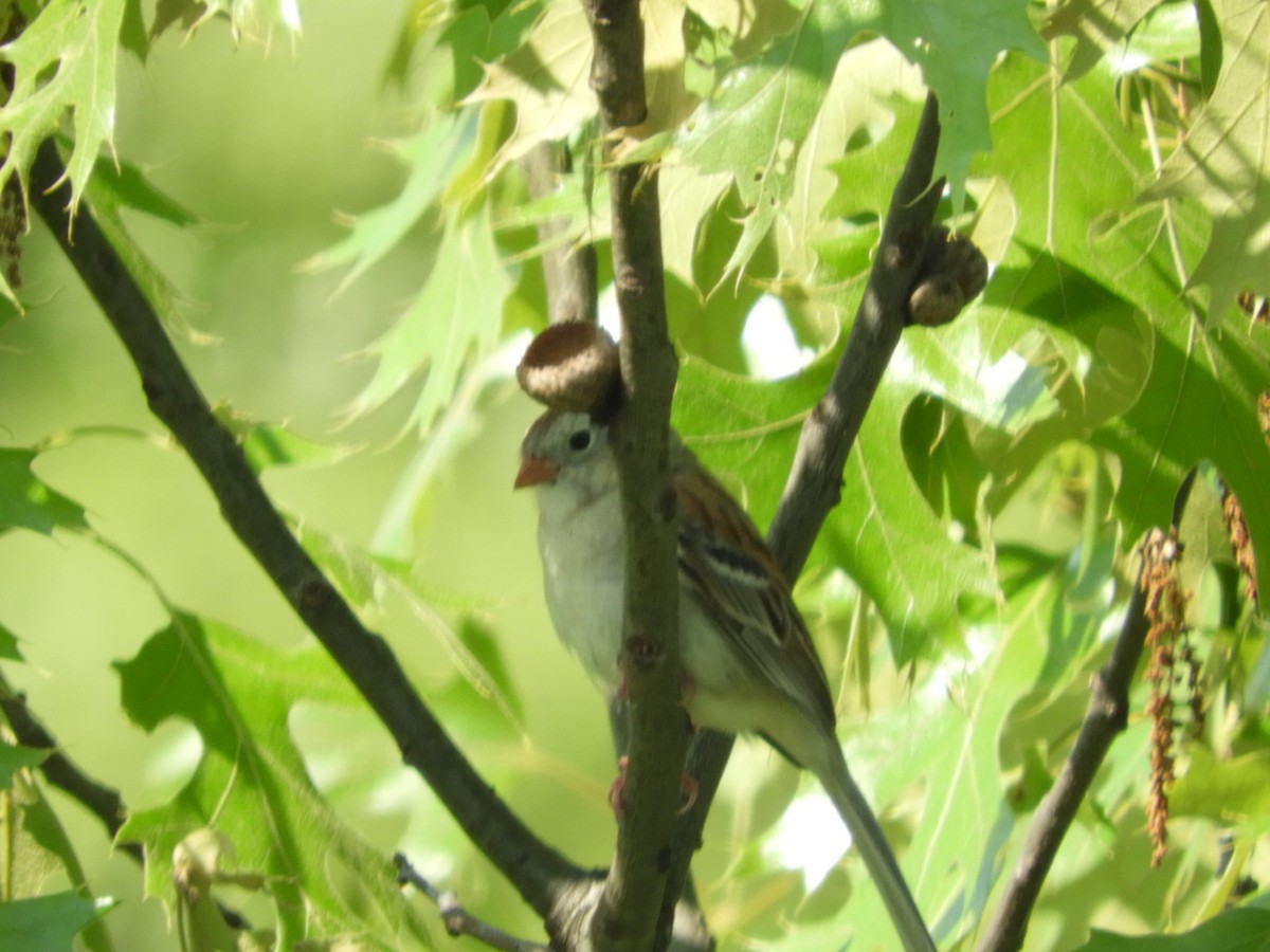 Field Sparrow - ML619591792