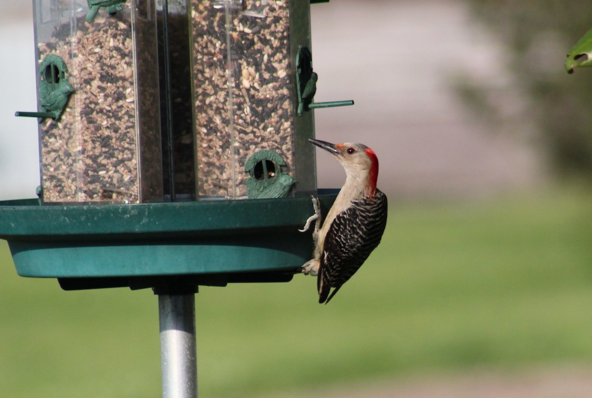 Red-bellied Woodpecker - Maria Morelli