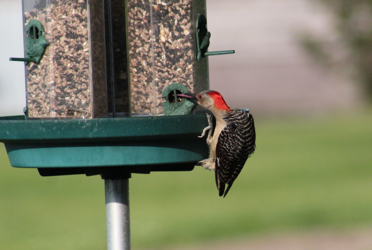 Red-bellied Woodpecker - Maria Morelli