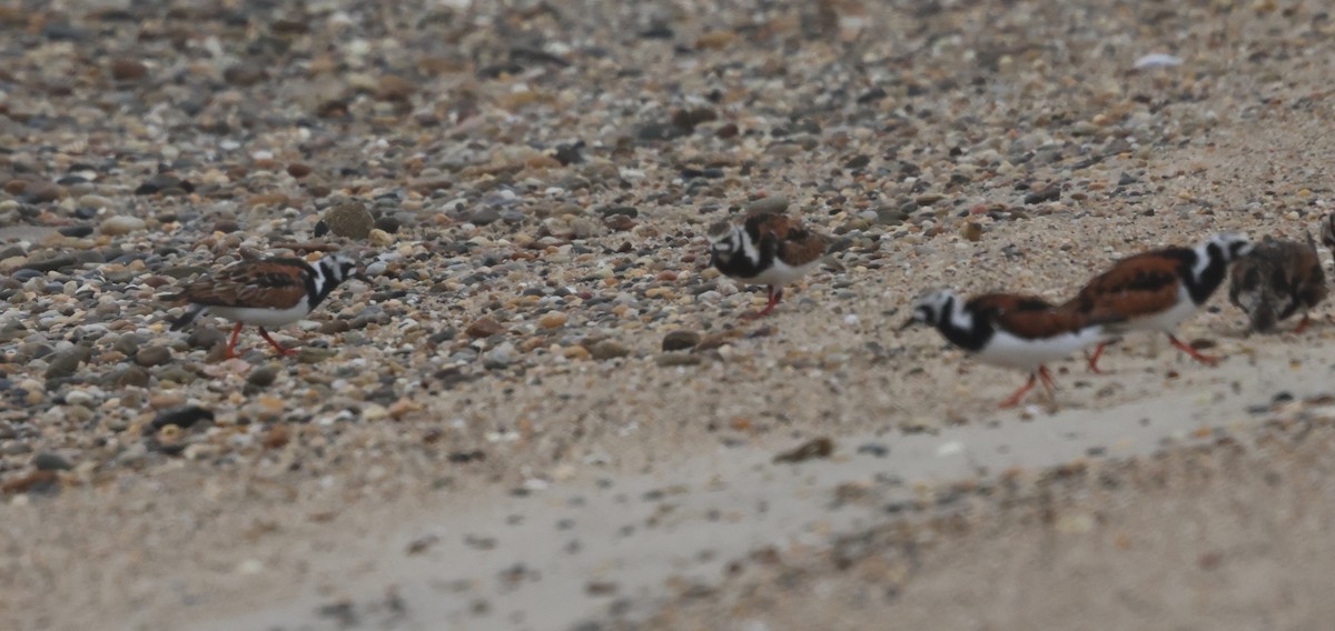 Ruddy Turnstone - burton balkind