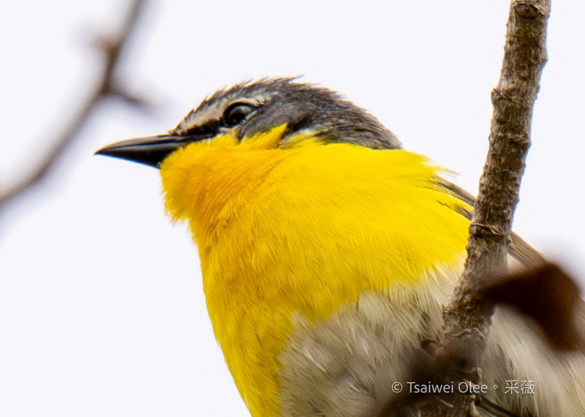 Yellow-breasted Chat - Tsaiwei Olee