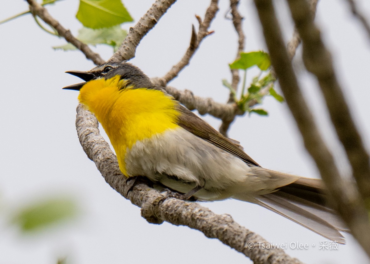 Yellow-breasted Chat - Tsaiwei Olee