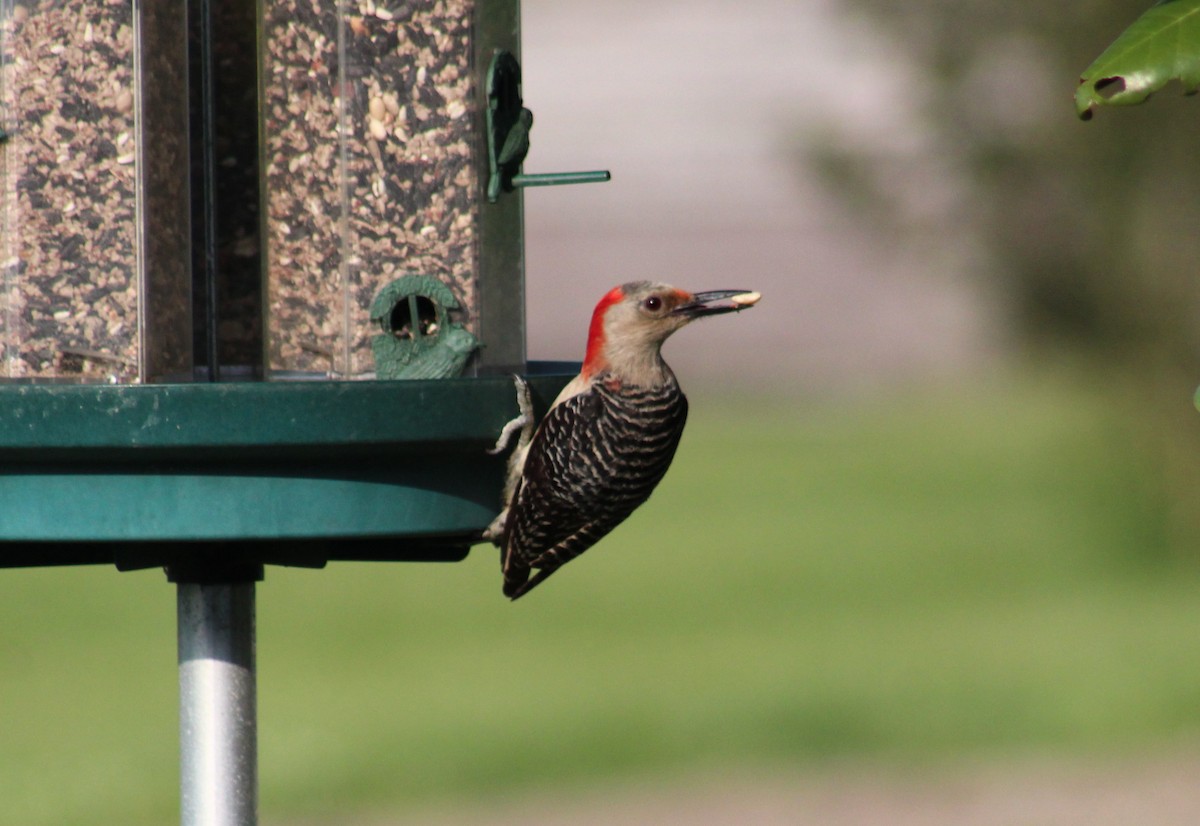 Red-bellied Woodpecker - Maria Morelli