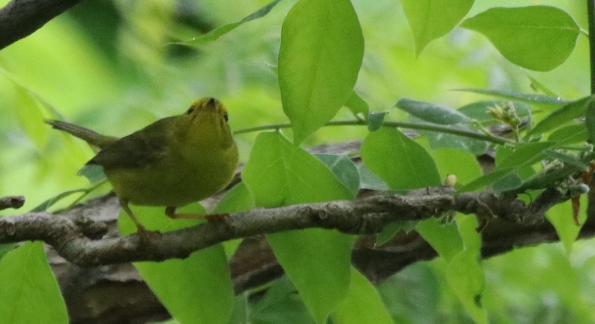 Wilson's Warbler - Betty Thomas