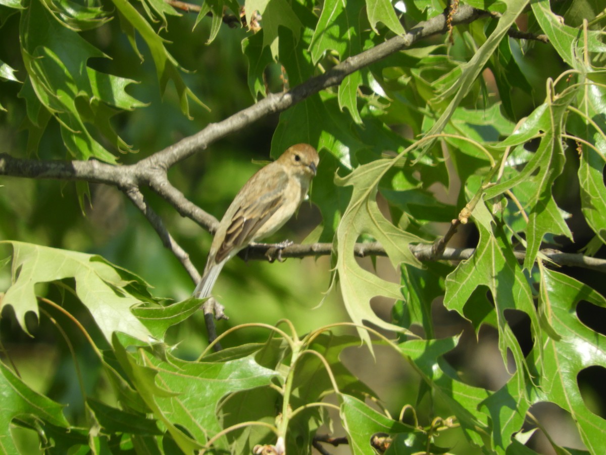 Indigo Bunting - Thomas Bürgi