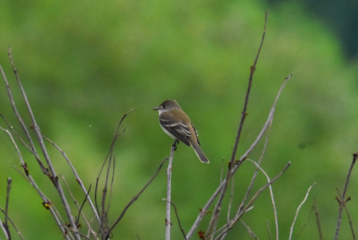 Willow Flycatcher - Mark Holt