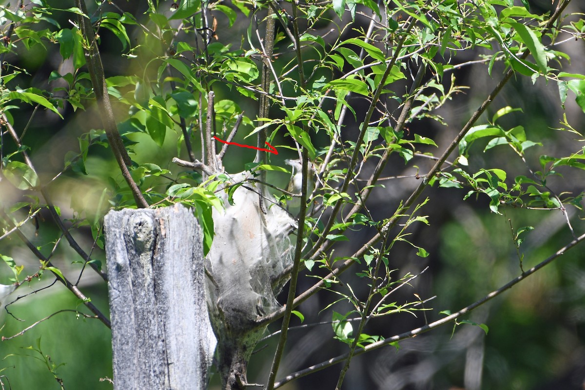 Red-eyed Vireo - Norma Van Alstine