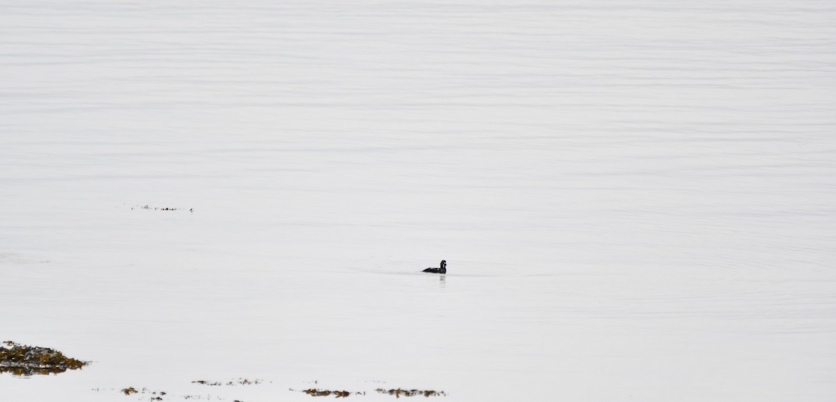 Harlequin Duck - Monique Maynard