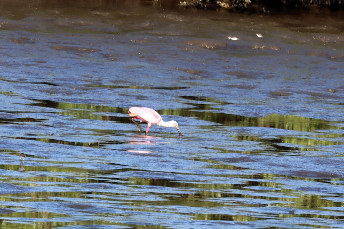 Roseate Spoonbill - Colin Sumrall