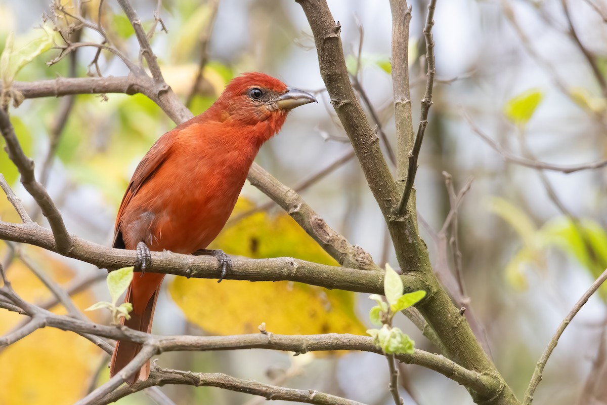 Hepatic Tanager - Jhonathan Miranda - Wandering Venezuela Birding Expeditions