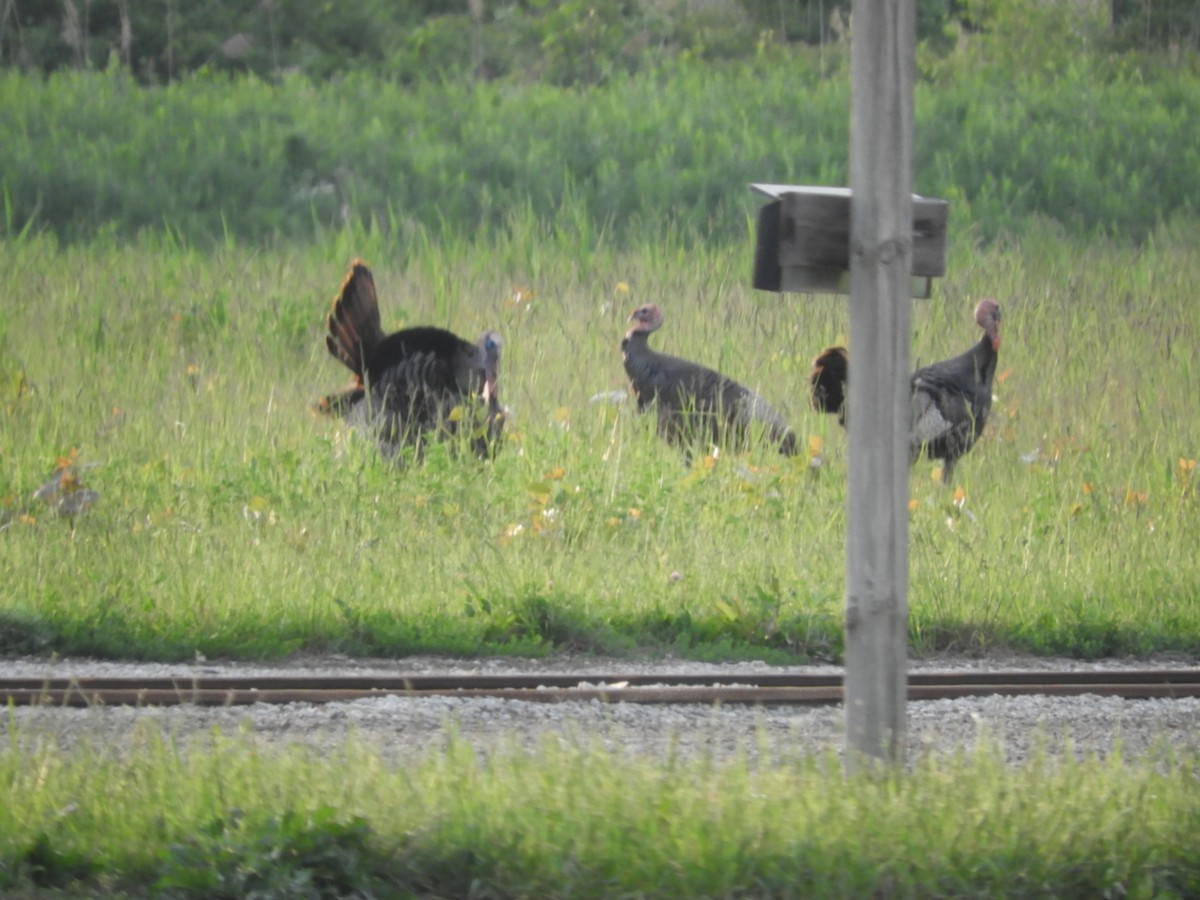 Wild Turkey - Thomas Bürgi