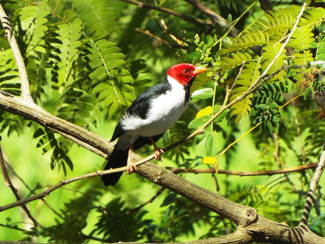 Yellow-billed Cardinal - ML619591859