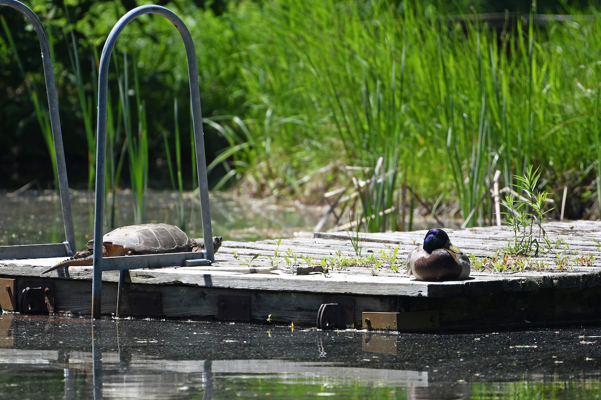 Mallard - Norma Van Alstine