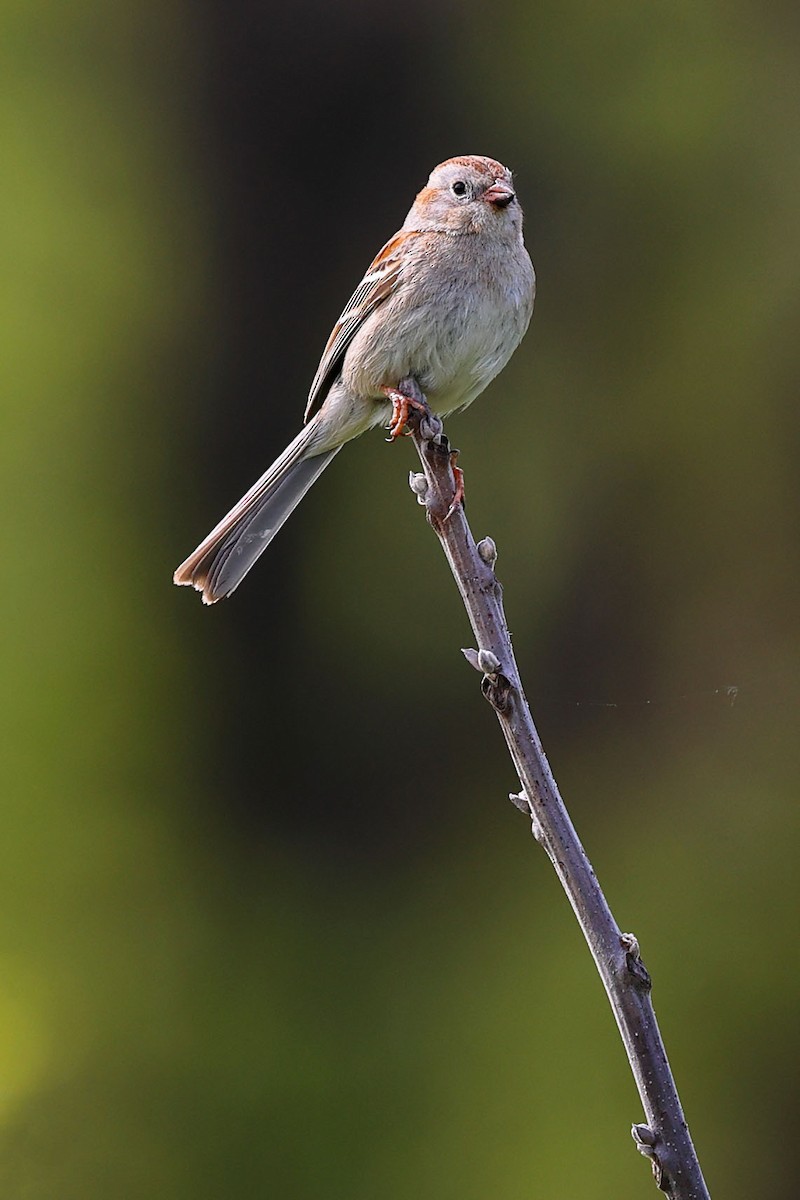 Field Sparrow - Claire Werner