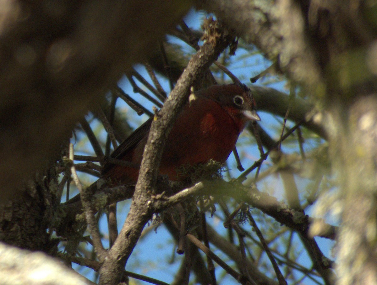 Red-crested Finch - ML619591881