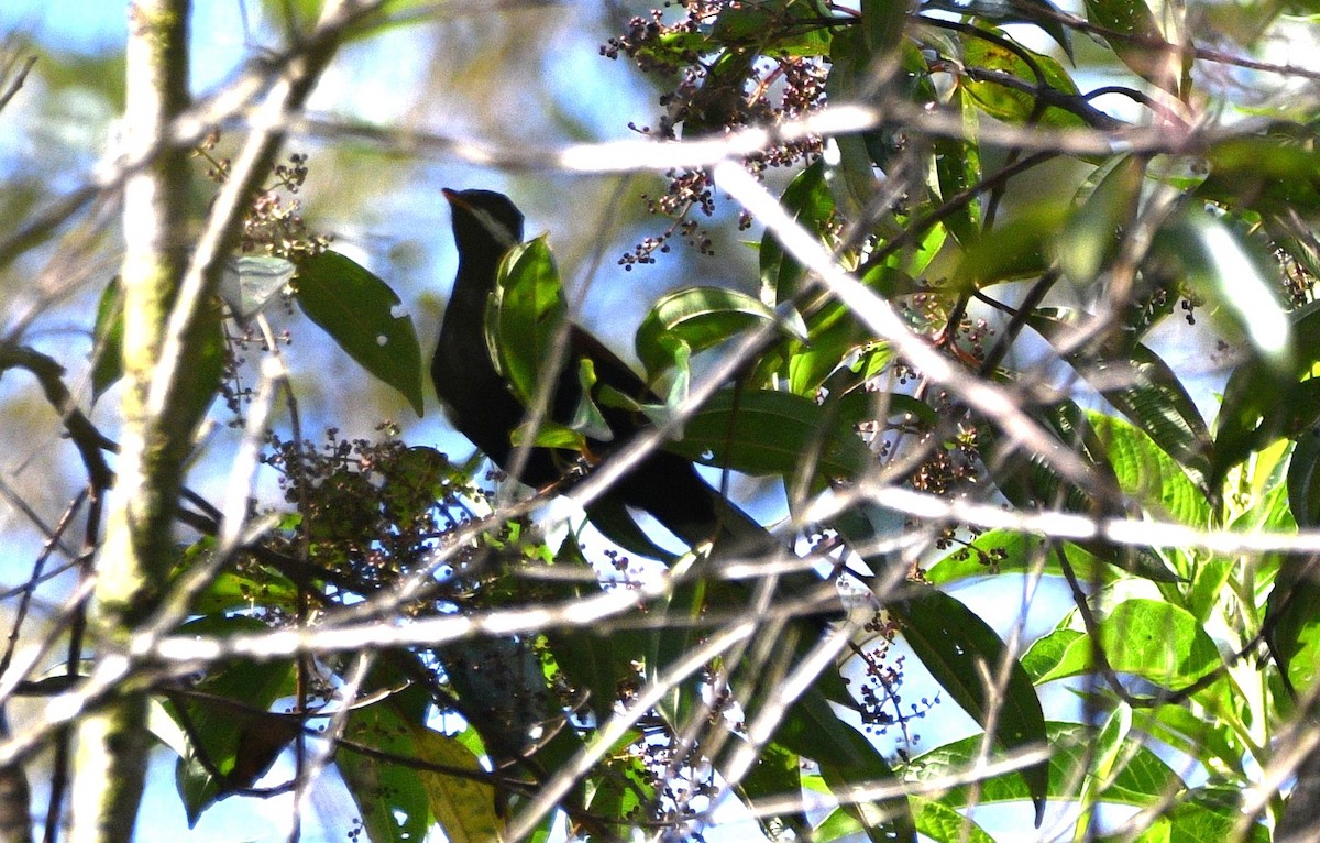 White-eared Solitaire - Paul Vandenbussche