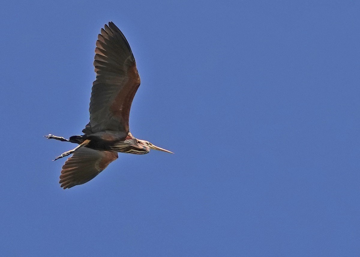 Purple Heron - Diane Drobka