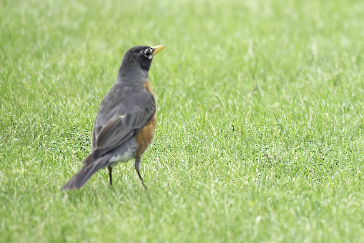 American Robin - Jim Tonkinson