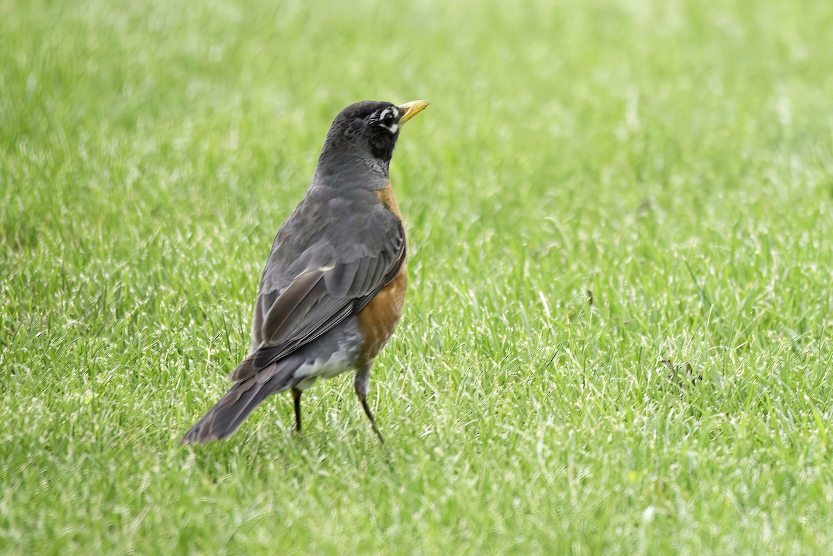 American Robin - Jim Tonkinson