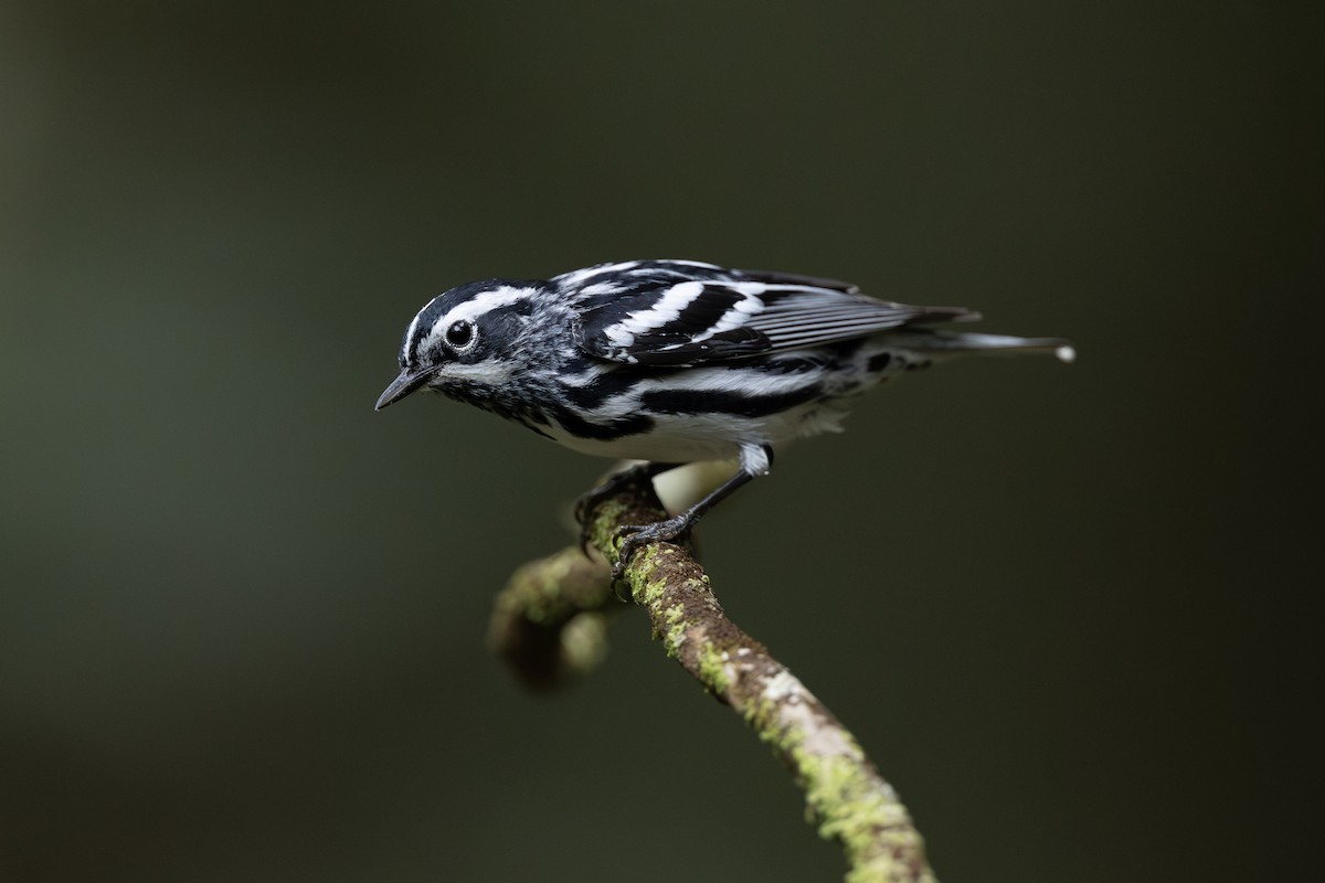 Black-and-white Warbler - Chris Burney