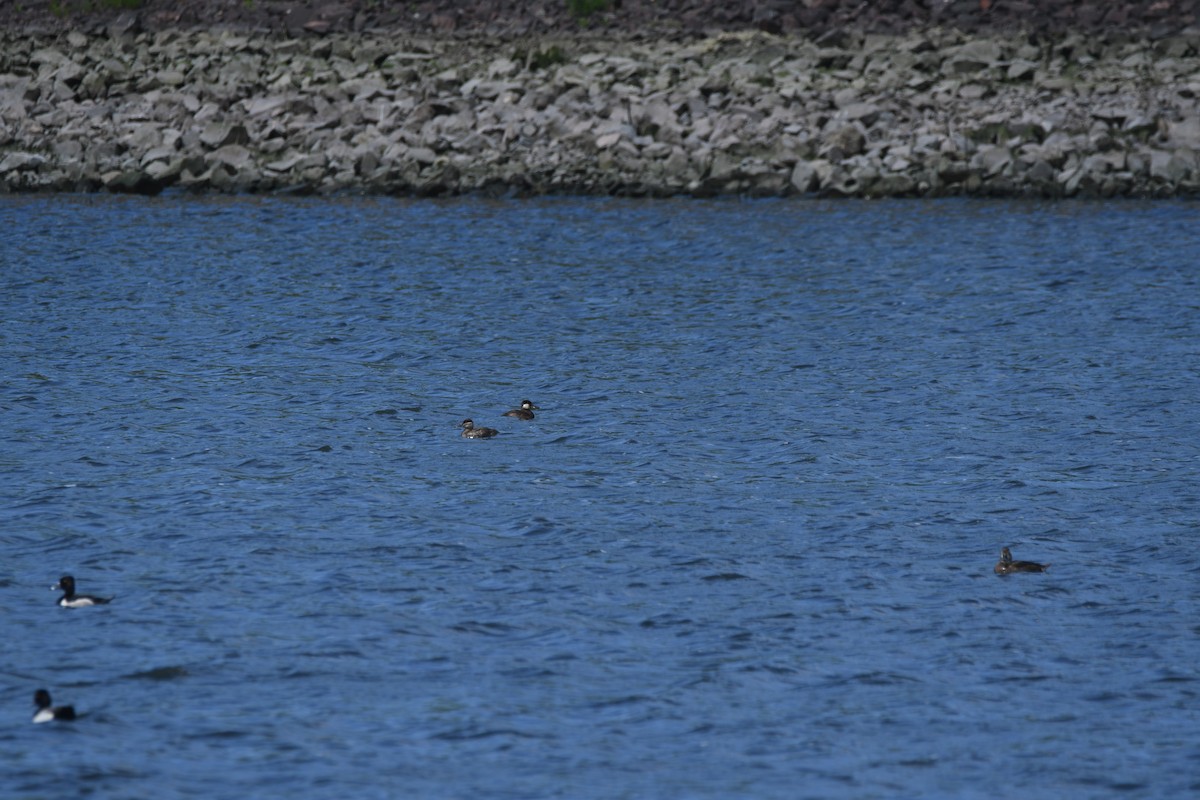 Ruddy Duck - ML619591896