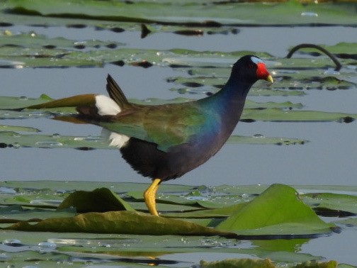 Purple Gallinule - Bonnie Cockings