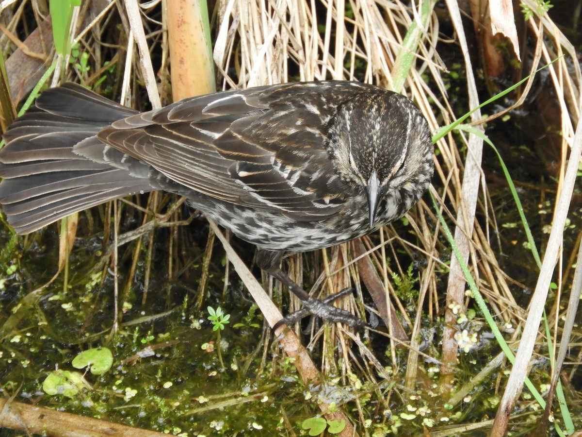 Red-winged Blackbird - Thomas Bürgi