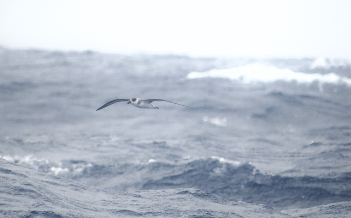 Black-capped Petrel - Andy McGeoch 🦆