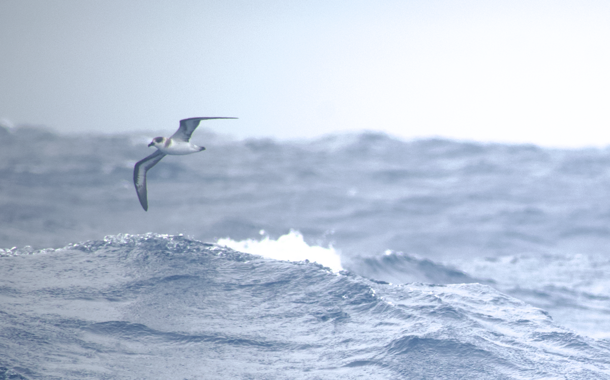 Black-capped Petrel - Andy McGeoch 🦆