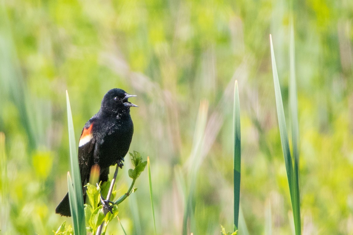 Red-winged Blackbird - Jeff Hullstrung
