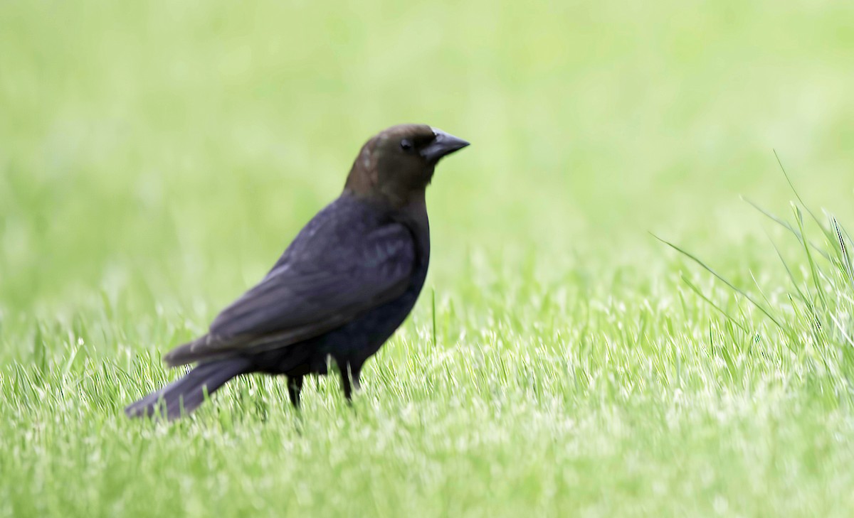 Brown-headed Cowbird - Jim Tonkinson