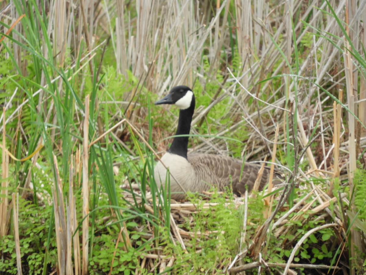 Canada Goose - Thomas Bürgi