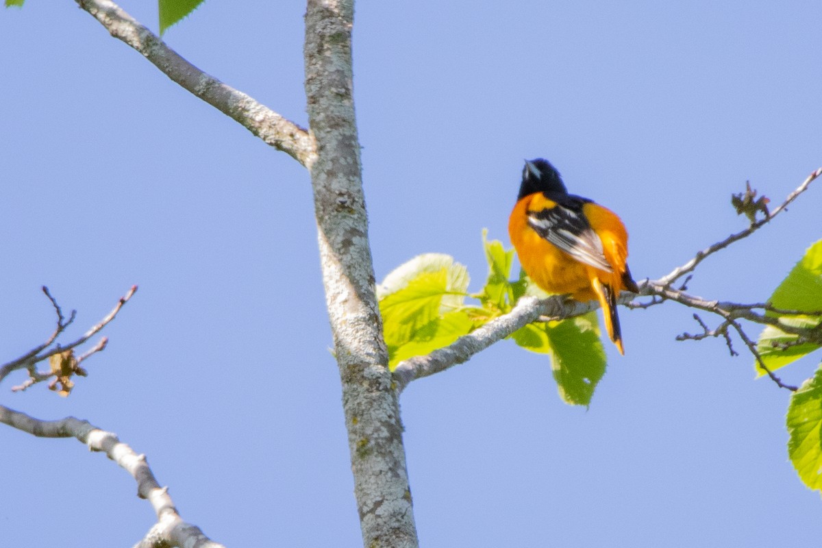 Baltimore Oriole - Jeff Hullstrung