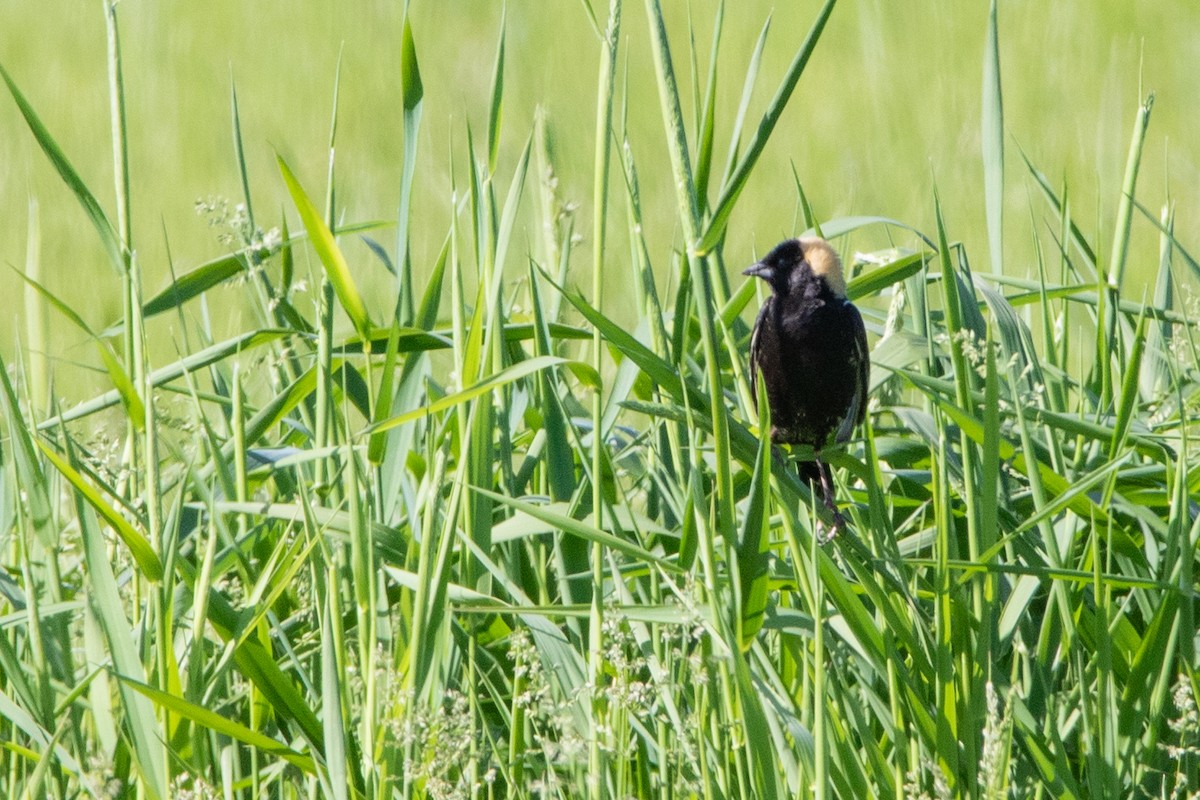 Bobolink - Jeff Hullstrung