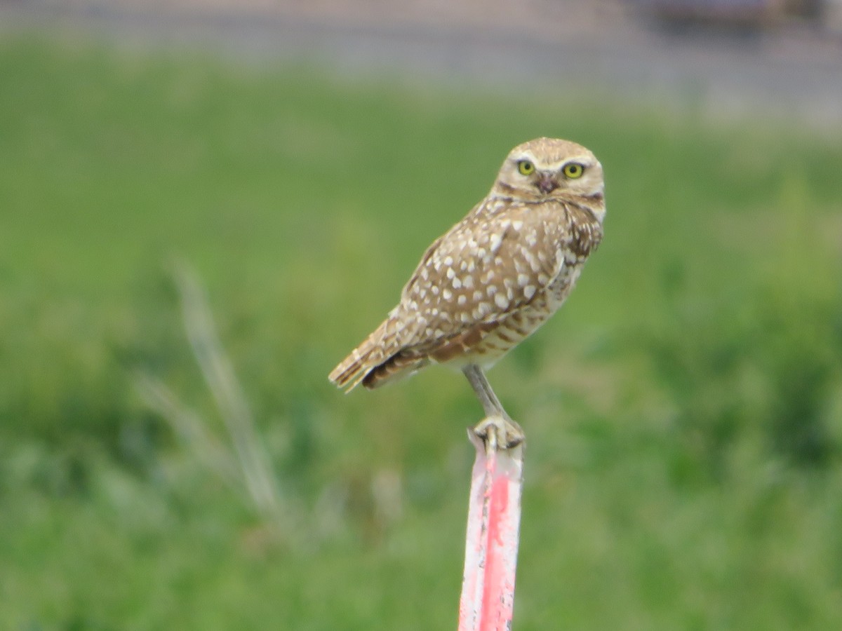 Burrowing Owl - Ken Wat