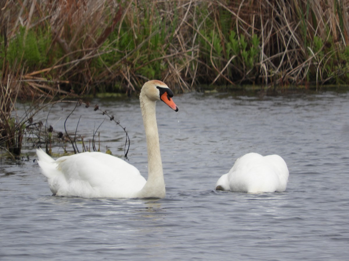 Mute Swan - ML619591926