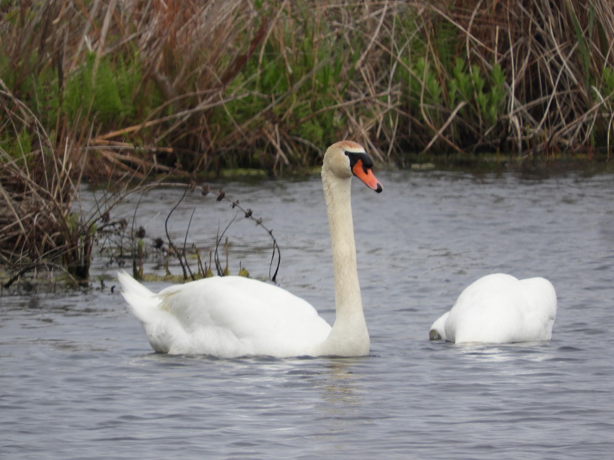 Mute Swan - Thomas Bürgi