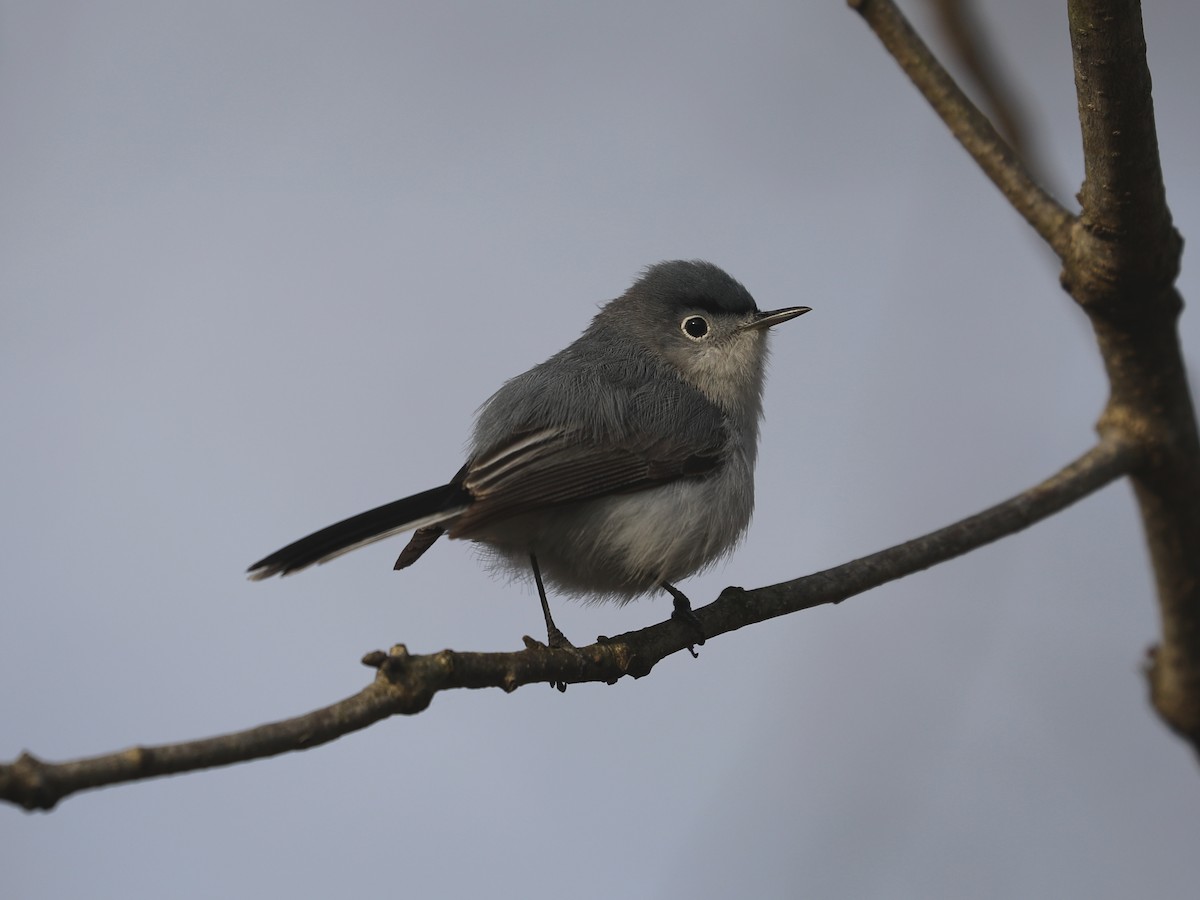 Blue-gray Gnatcatcher - Daniel Hinnebusch