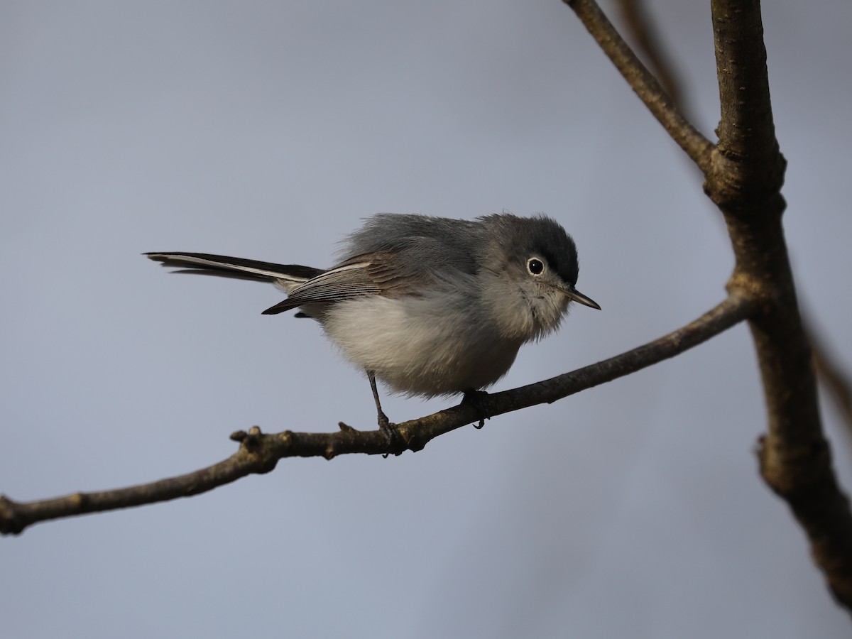 Blue-gray Gnatcatcher - Daniel Hinnebusch