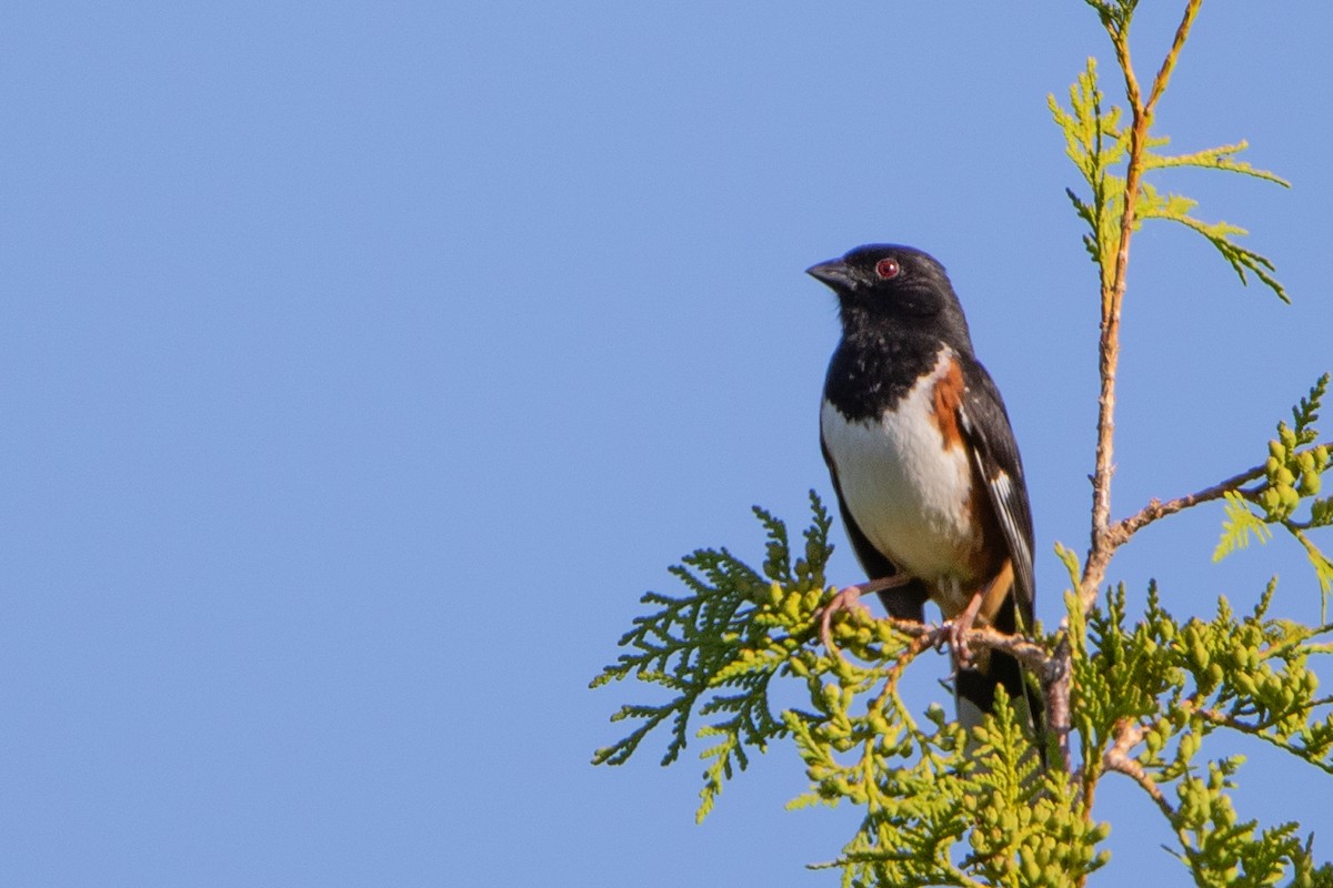 Eastern Towhee - Jeff Hullstrung