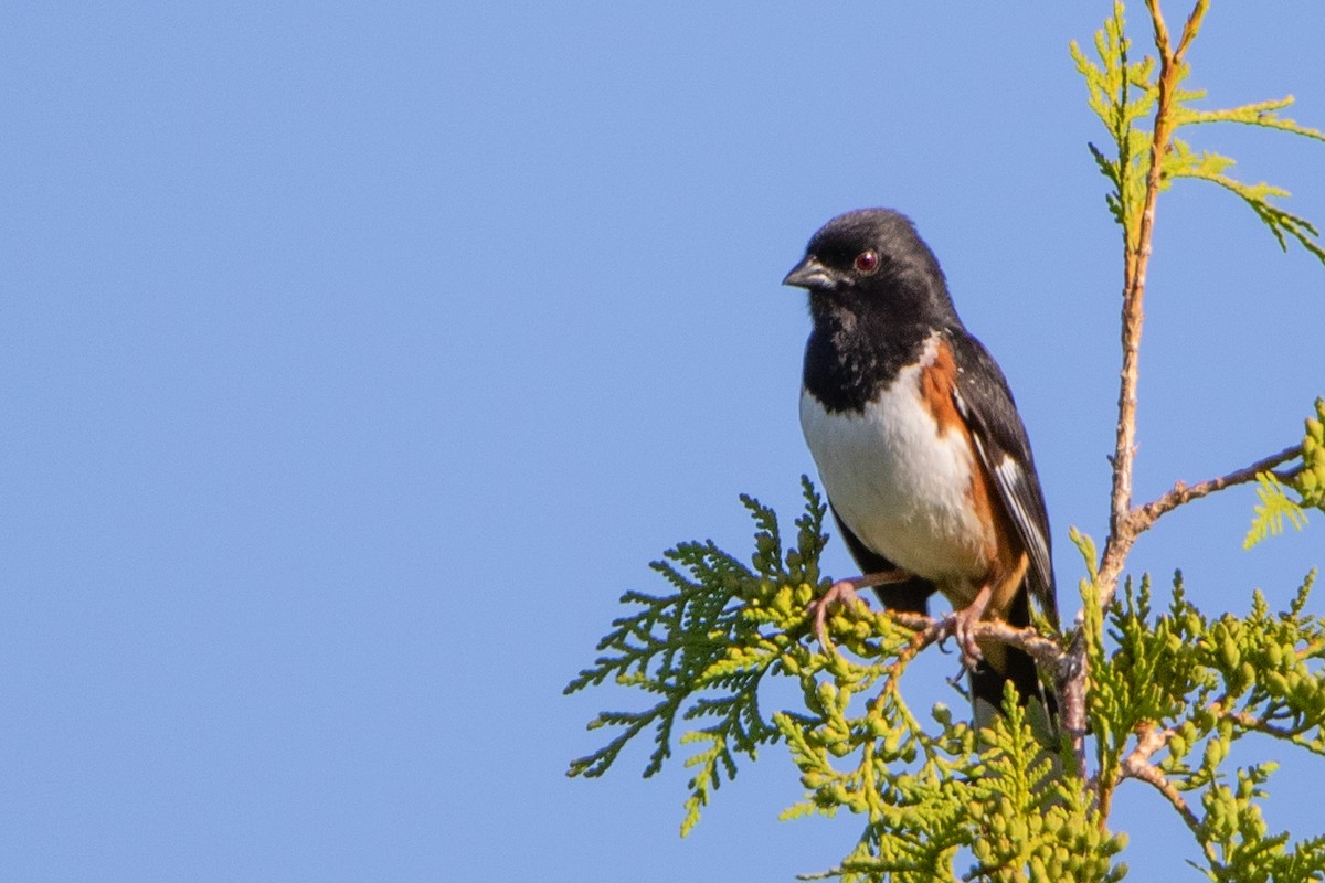 Eastern Towhee - Jeff Hullstrung