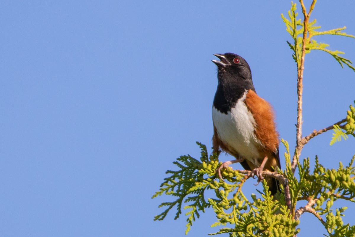 Eastern Towhee - Jeff Hullstrung