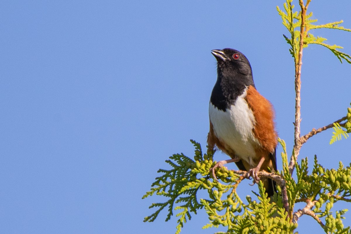 Eastern Towhee - Jeff Hullstrung