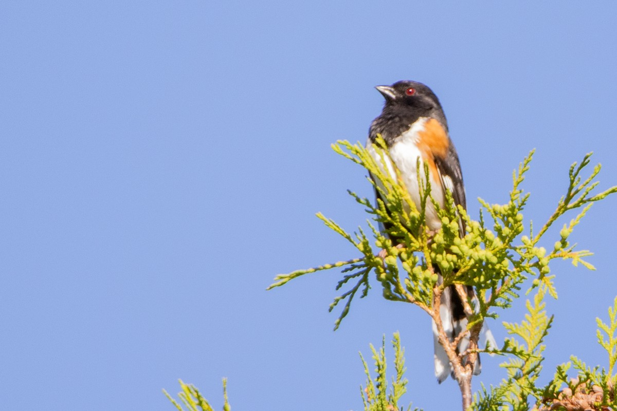 Eastern Towhee - Jeff Hullstrung