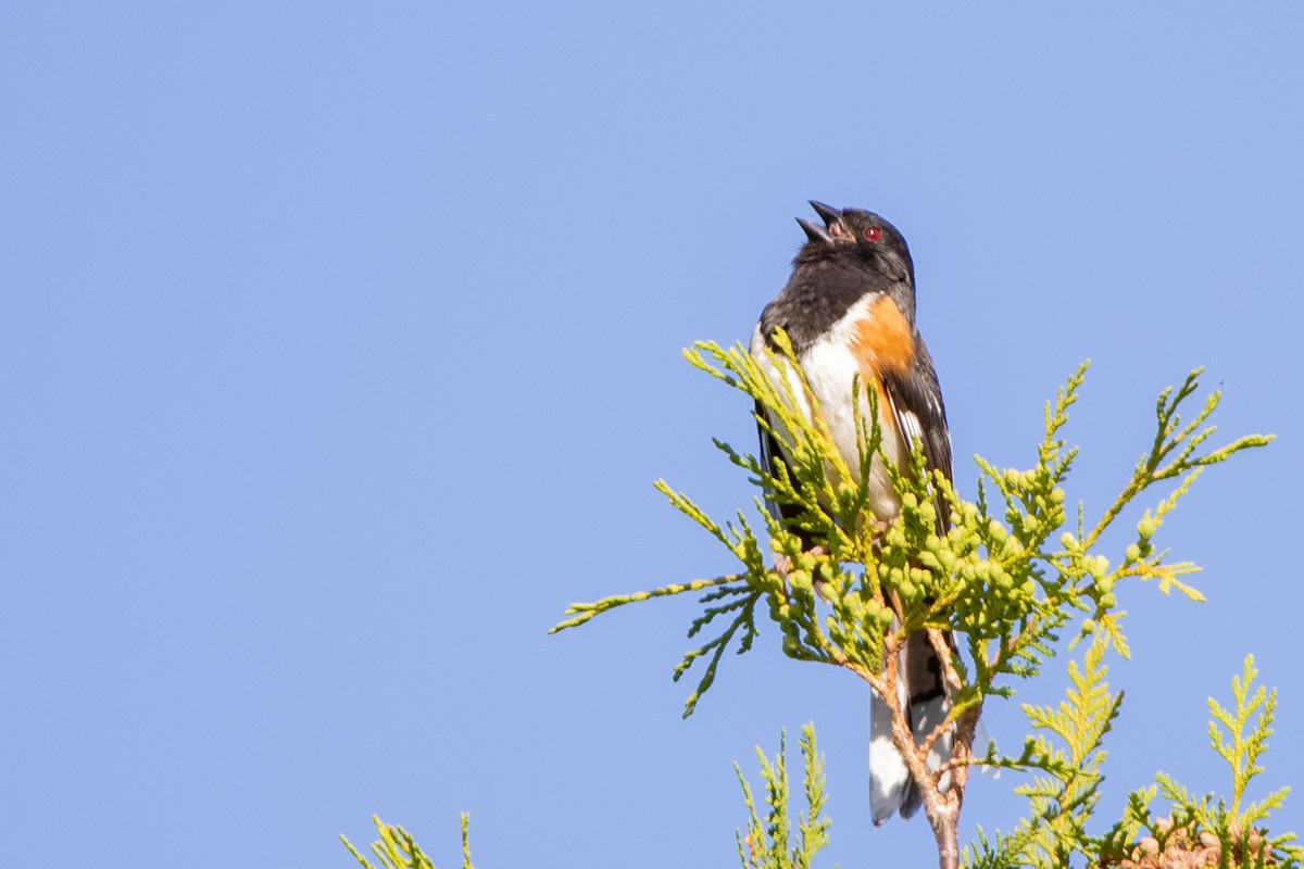 Eastern Towhee - Jeff Hullstrung