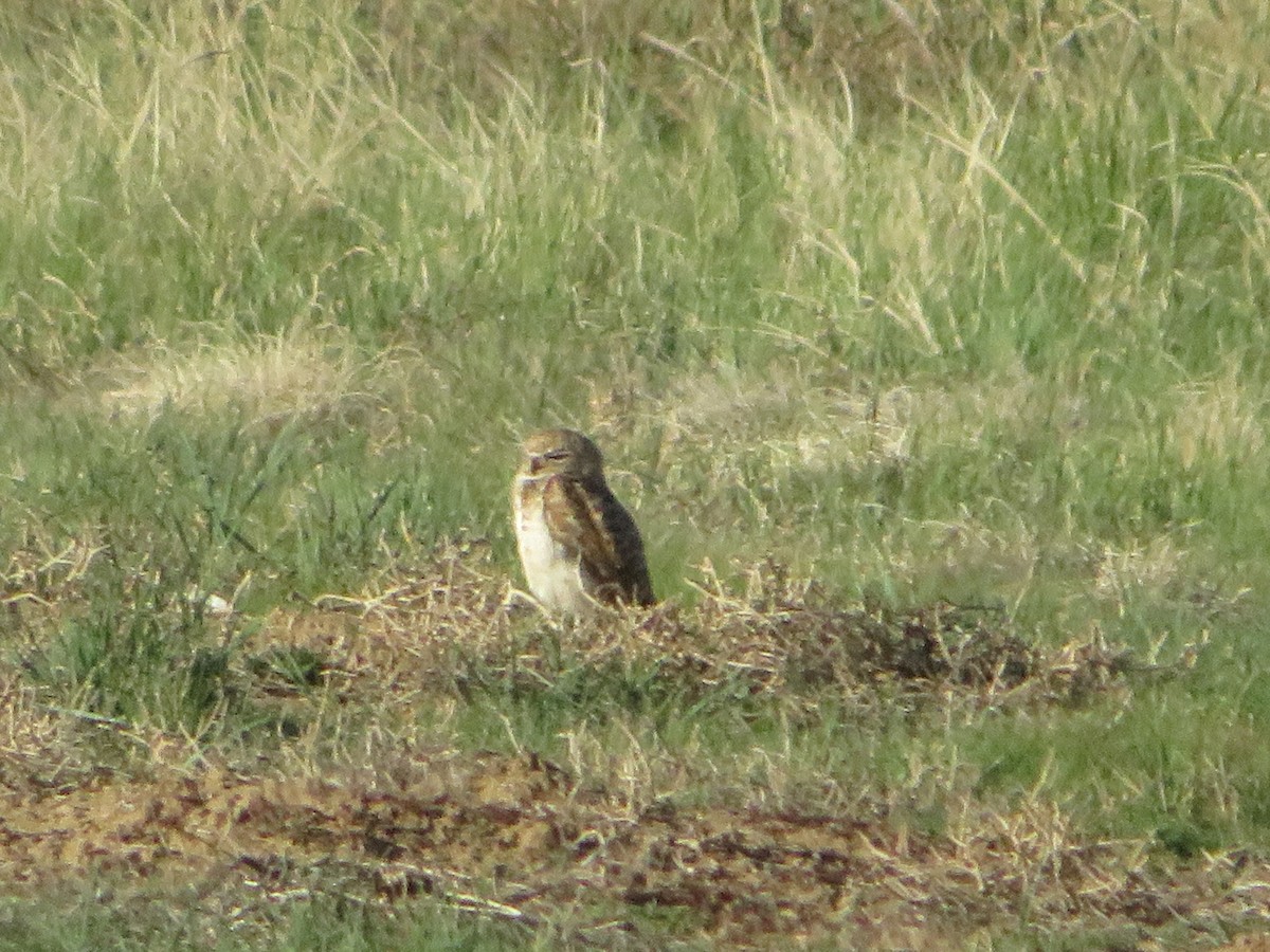 Burrowing Owl - Ken Wat