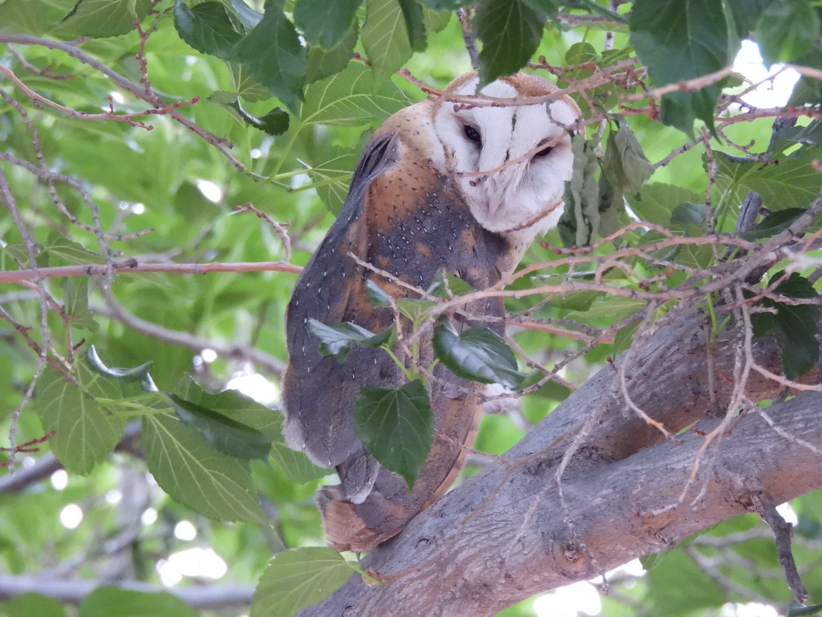 Barn Owl - Bosco Greenhead