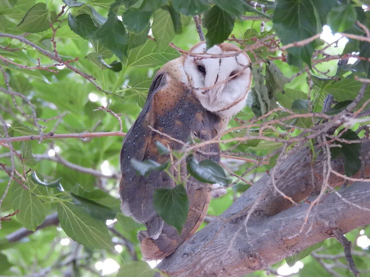 Barn Owl - Bosco Greenhead