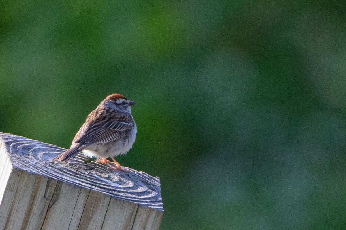 Chipping Sparrow - Jeff Hullstrung