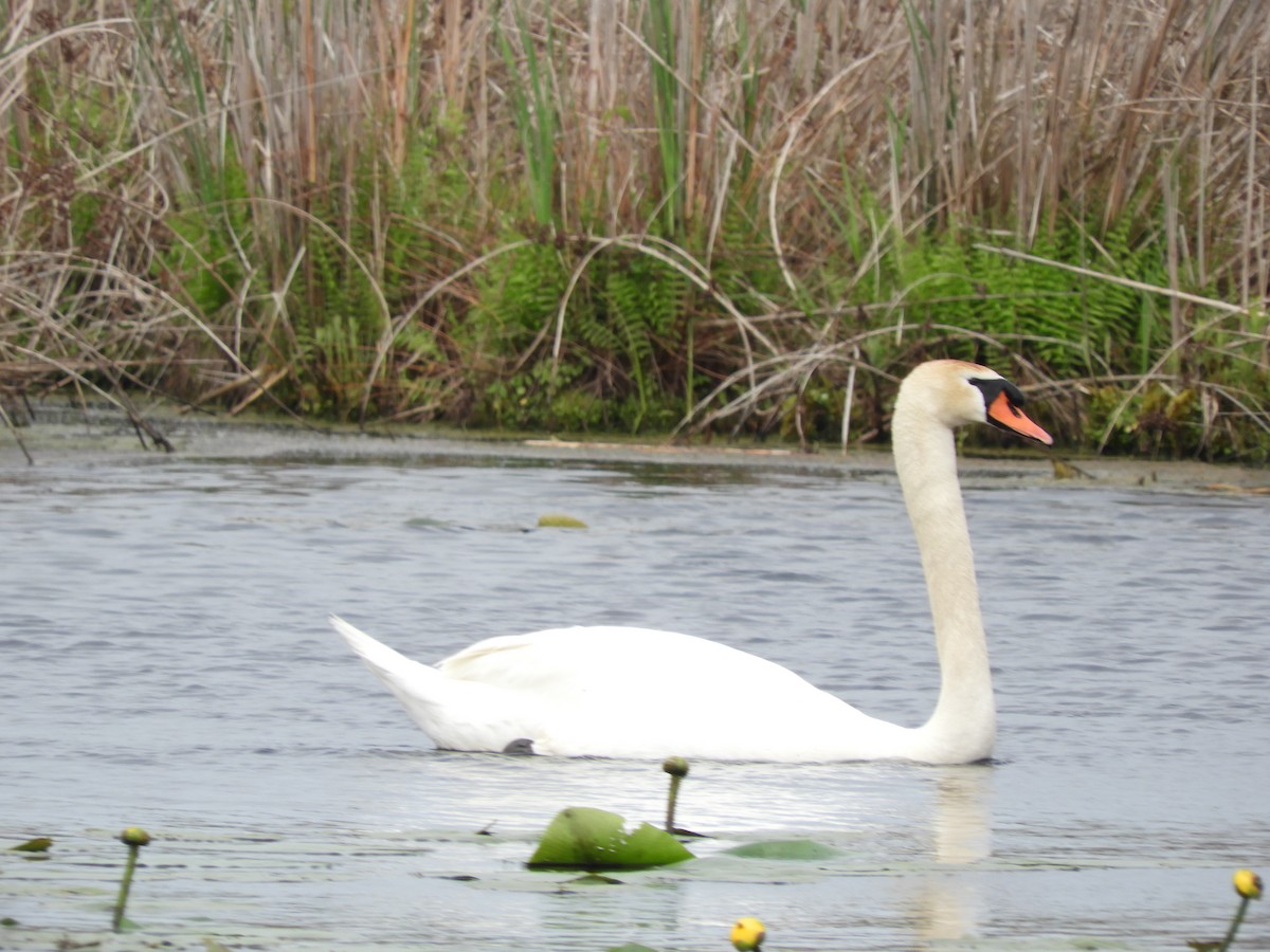 Mute Swan - ML619591951